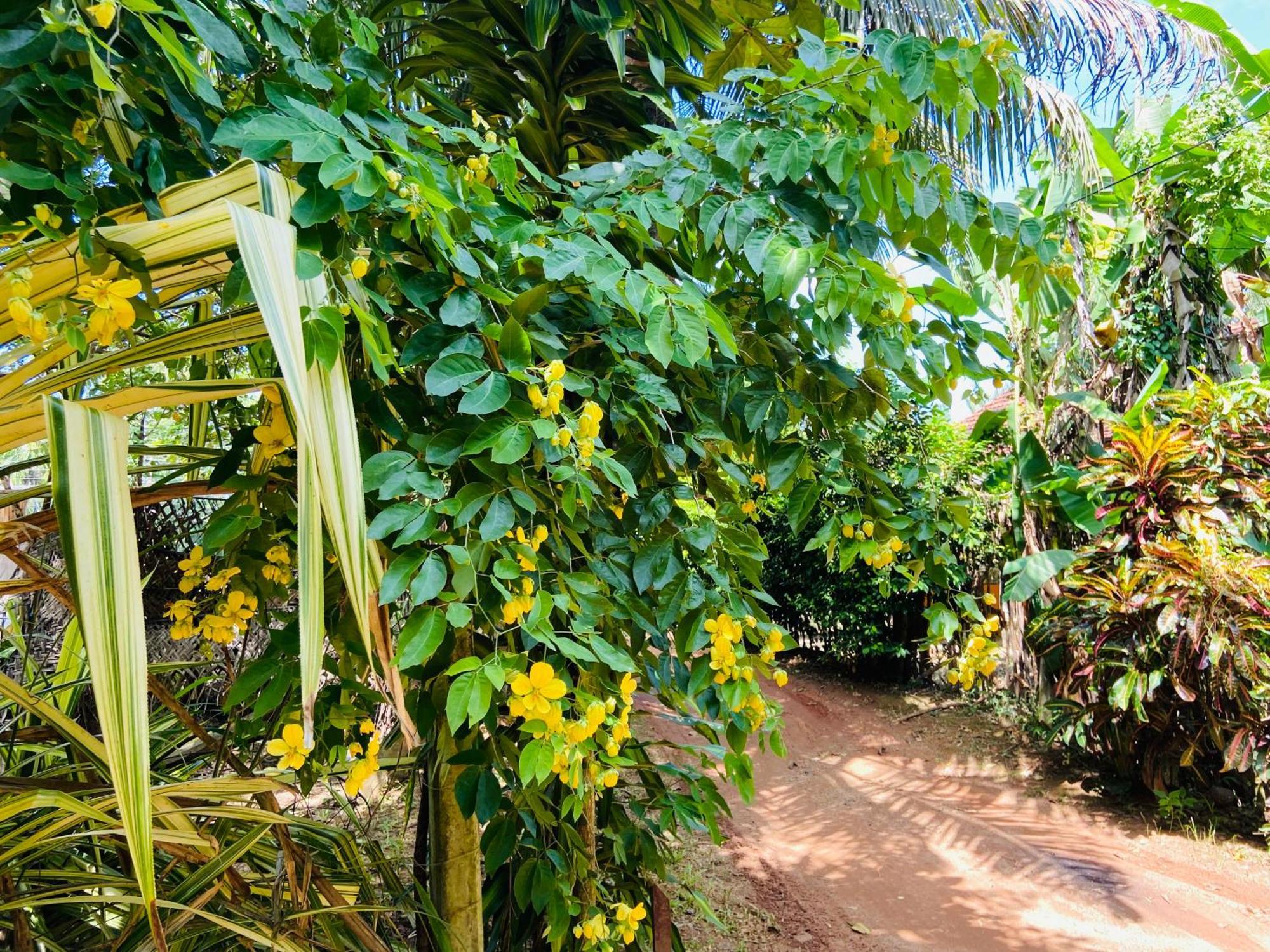Leo Homestay Dikwella Extérieur photo