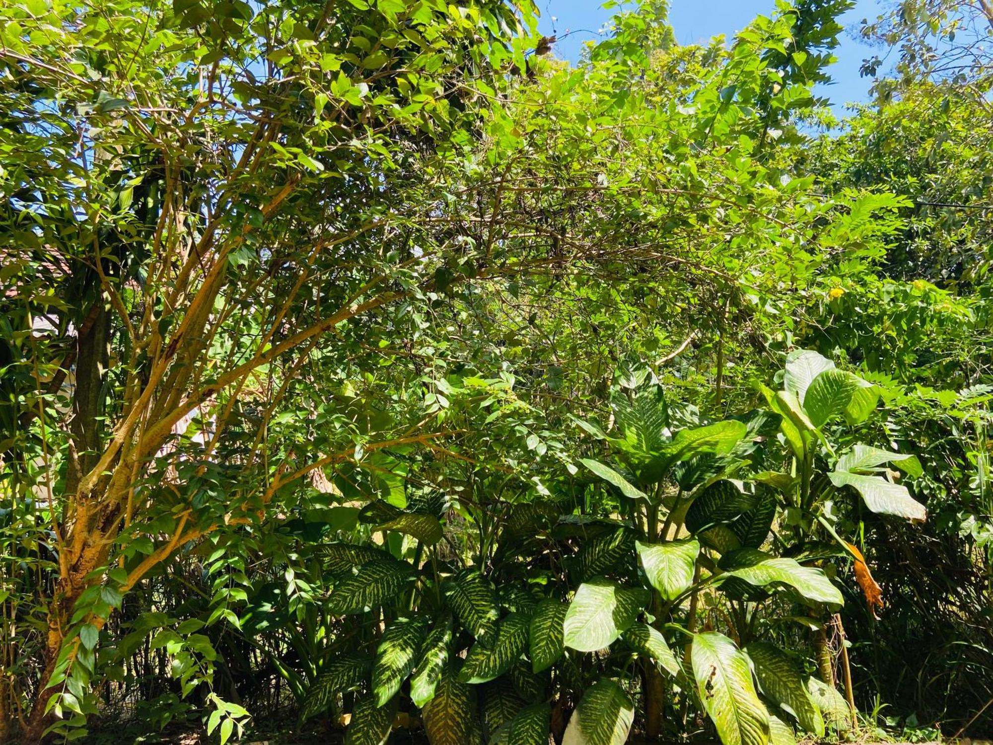 Leo Homestay Dikwella Extérieur photo